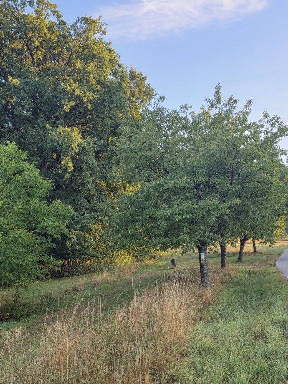 Kirschbäume Sdf.-Bühl
