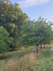 Kirschbäume Sdf.-Bühl Kirschbäume Sdf.-Bühl